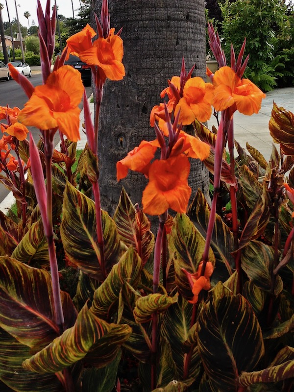 Canna or Canna Lily  Online Flower Garden