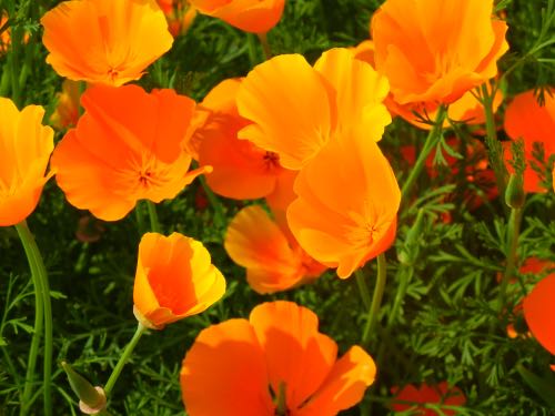 Eschscholzia Californica or California Poppy