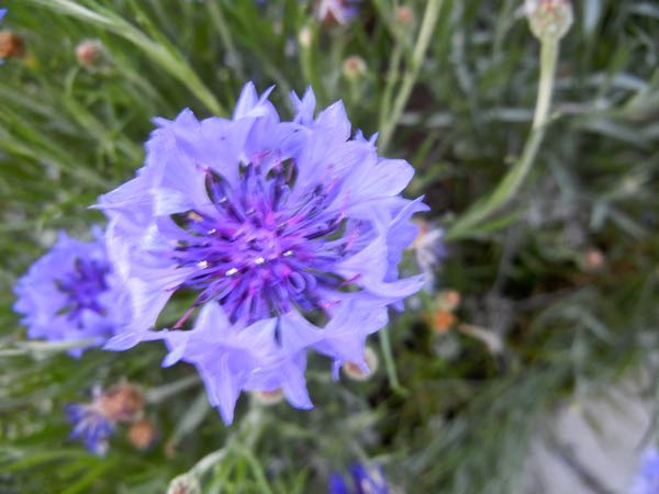 Centaurea cyanus or Cornflower | Online Flower Garden